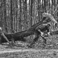 Sustainable Gardening Through Tree Removal in South Lake Tahoe
