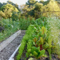 Harnessing Companion Planting for Sustainable Gardening Success