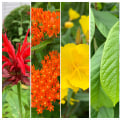 The Vital Role of Native Plants in Sustainable Gardening