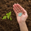 Harnessing Natural Fertilizers for Sustainable Gardening Success