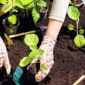Embracing Sustainable Garden Practices for a Greener Future
