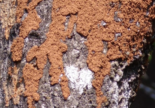 Sustainable Garden Practices for Termite Control in Fayetteville