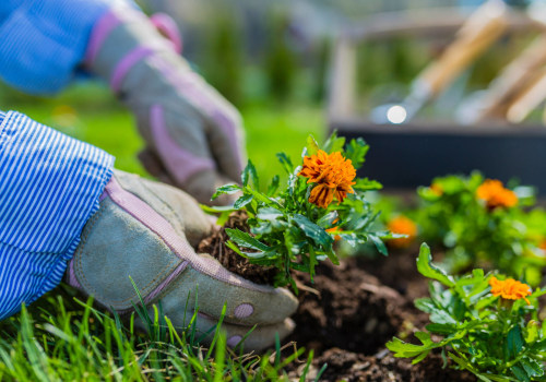 Enhancing Pollination in Your Sustainable Garden