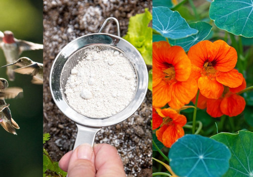 Effective Methods for Sustainable Pest Control in Your Garden