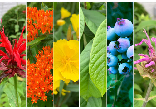 The Vital Role of Native Plants in Sustainable Gardening