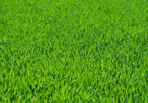 Sustainable Garden Practices and Lawn Mowing Costs in Northern VA